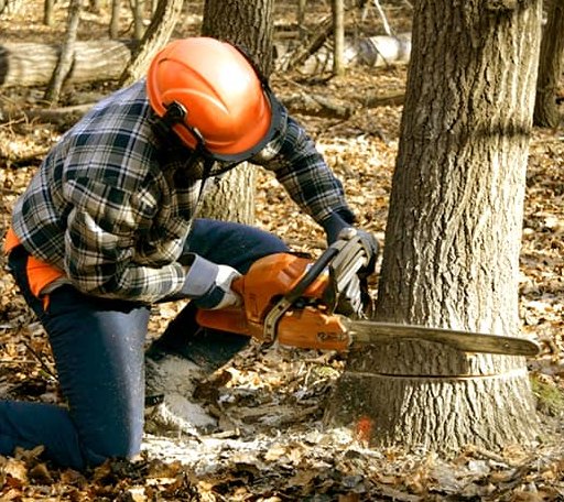 Tree Removal in Park Hall, MD